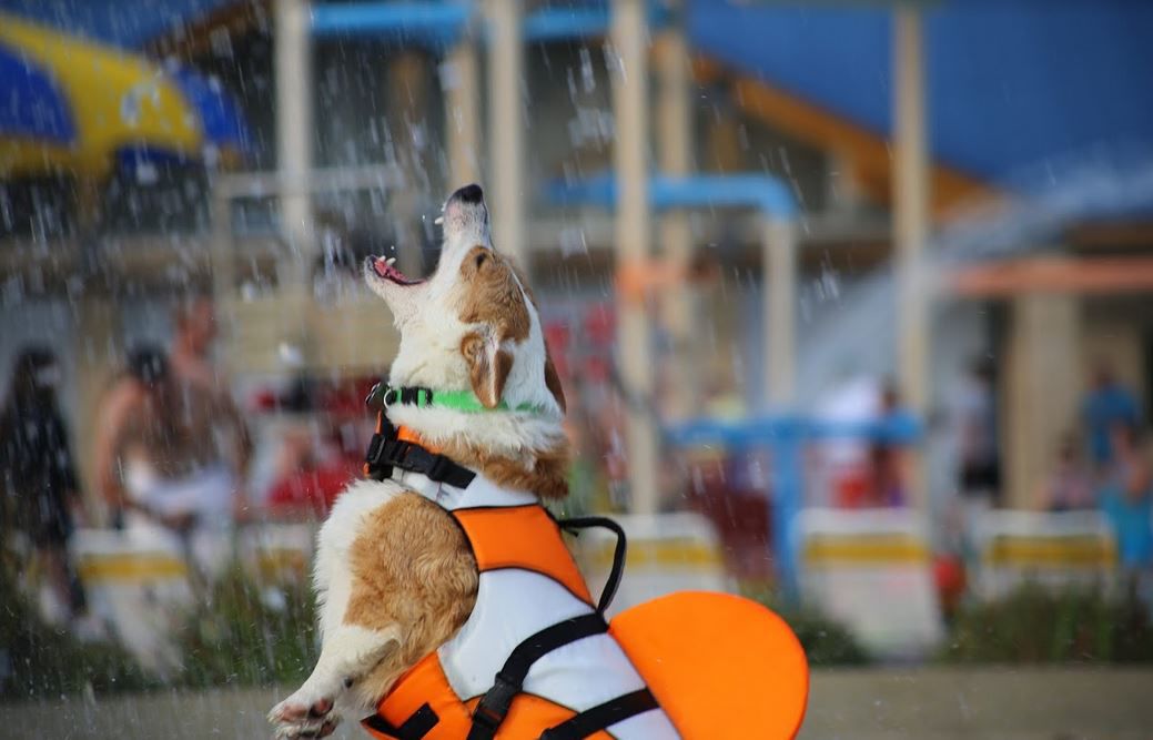 082318ho-doggie-dip-2
